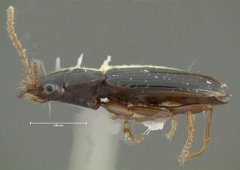 Media type: image;   Entomology 602220 Aspect: habitus lateral view